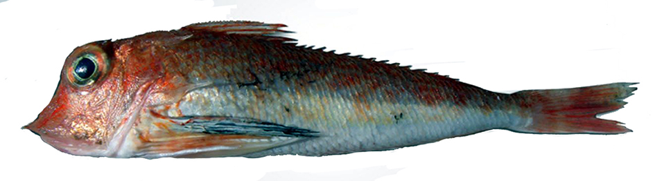 Lepidotrigla cavillone_04.jpg